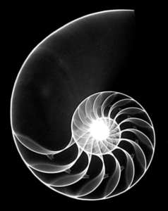 Nautilus shell art by William Conklin