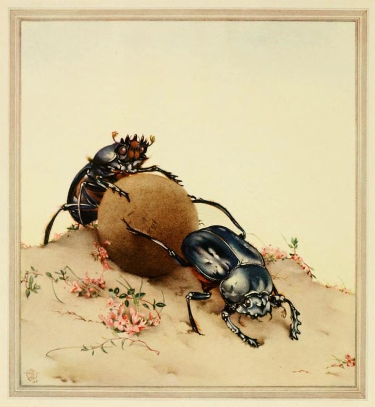 Sacred Beetle illustration E. J. Detmold